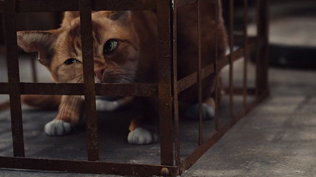 The Smurfs movie - Azrael cat looking at nick in ear