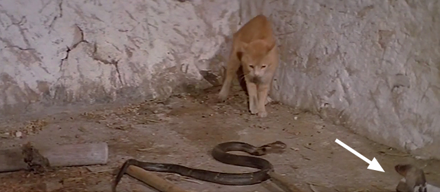 Snake in the Eagle's Shadow - orange and cream cat cornered by cobra with second cobra in frame