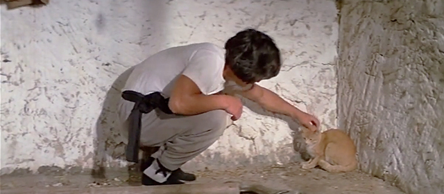 Snake in the Eagle's Shadow - Chien Fu Jackie Chan petting orange and cream cat with dead cobra