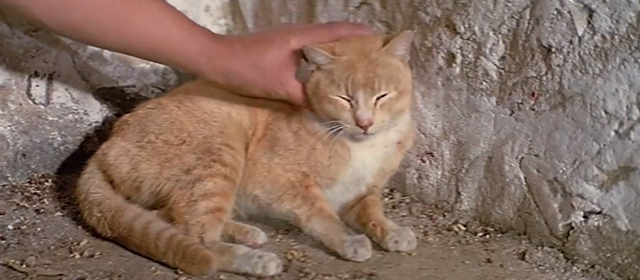 Snake in the Eagle's Shadow - Chien Fu Jackie Chan petting orange and cream cat