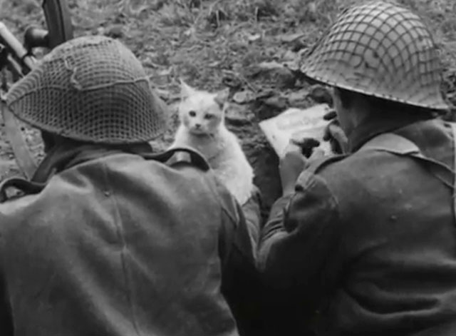 Snapshots from Normandy - white kitten Snowball with machine gun nest soldiers