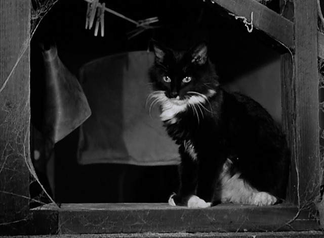 The Sniper - tuxedo cat Asa