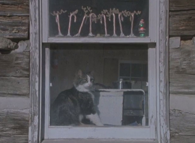 Soft for Digging - longhair bicolor tabby cat Harpo Max sitting in window