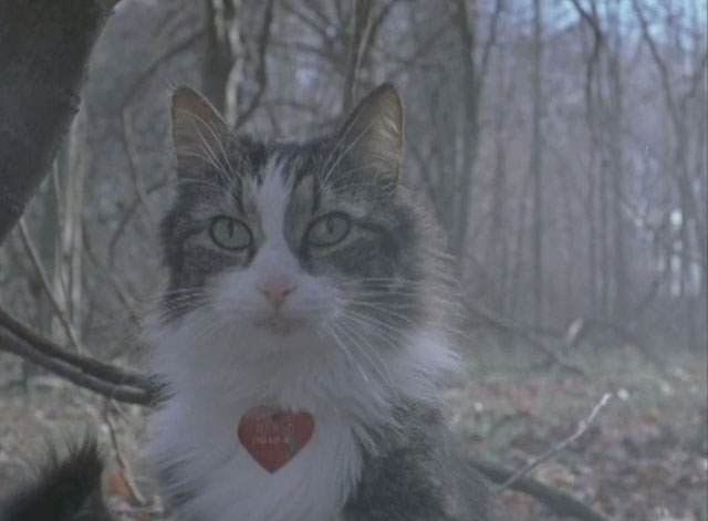 Soft for Digging - longhair bicolor tabby cat Harpo Max sitting in woods