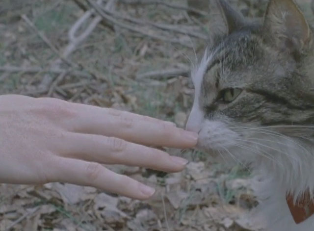 Soft for Digging - longhair bicolor tabby cat Harpo Max sniffing hand in woods