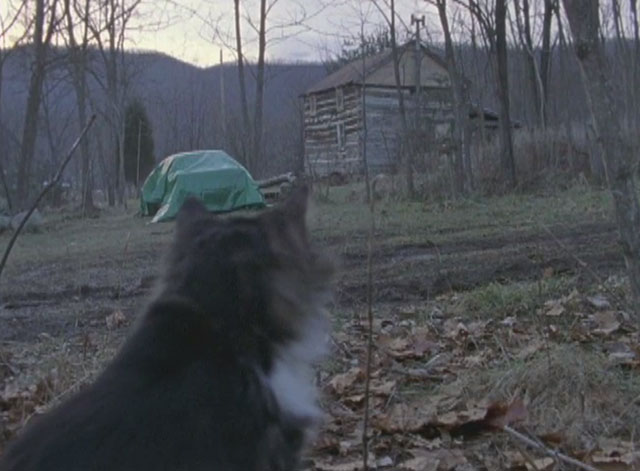 Soft for Digging - longhair bicolor tabby cat Harpo Max sitting in woods looking at cabin