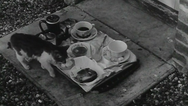 The Soft Skin - multi-colored kitten approaches food tray outside hotel door