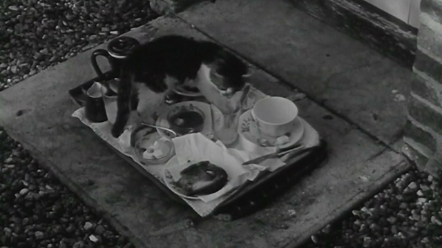 The Soft Skin - multi-colored kitten standing on food tray outside hotel door