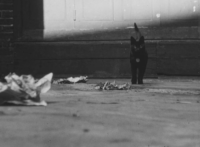 Soho - black kitten with collar and tag in alley