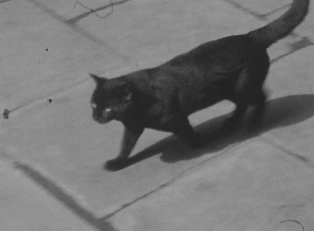 Soho - black cat walking along sidewalk