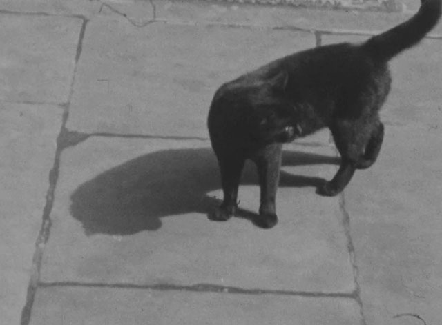 Soho - black cat walking along sidewalk