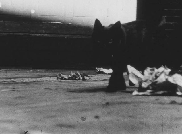 Soho - black kitten with collar and tag in alley