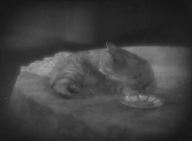 Un soir de rafle - Dragnet Night - silver tabby cat Bobby sitting on table