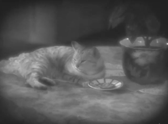 Un soir de rafle - Dragnet Night - silver tabby cat Bobby sitting on table
