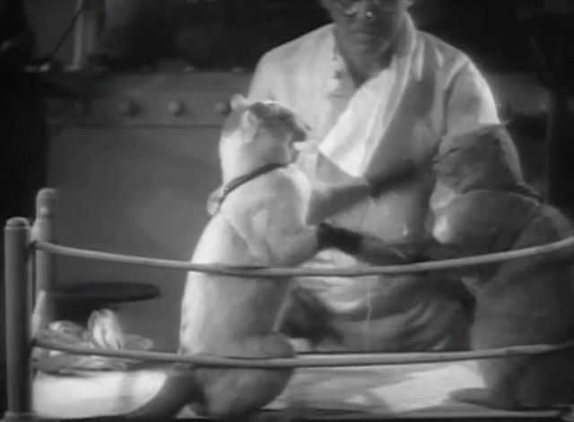 Something to Sing About - Nelson's boxing cats Pinkie and Pal in ring