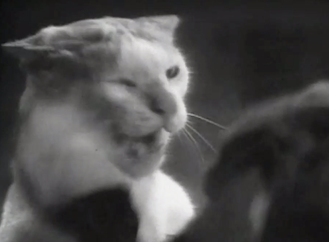 Something to Sing About - Nelson's boxing cat Pinkie