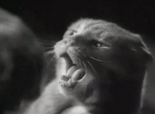 Something to Sing About - Nelson's boxing cat Pal