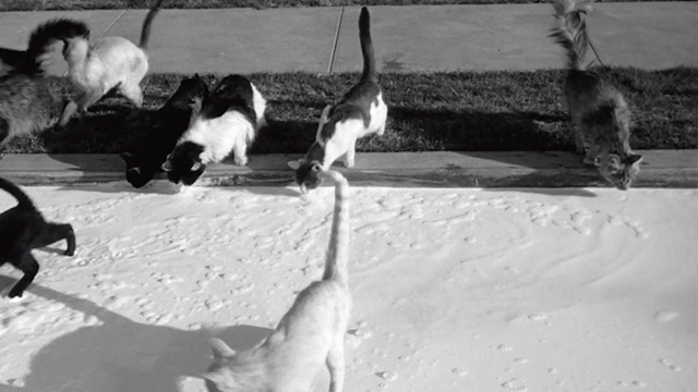 Son of Flubber - cats drinking milk in the street
