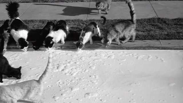 Son of Flubber - cats drinking milk in the street