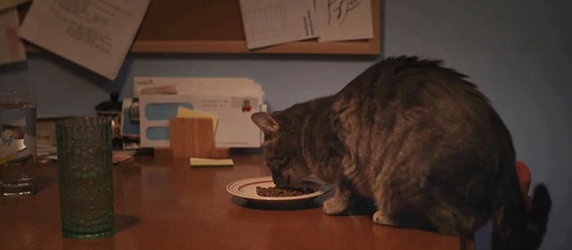 Sorry, Baby - gray tabby cat Olga Noochie eating dry food on kitchen table