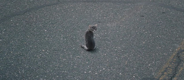 Sorry, Baby - gray tabby kitten Olga Noochie sitting in parking lot