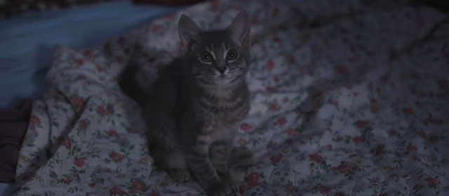 Sorry, Baby - gray tabby kitten Olga Noochie sitting on bed