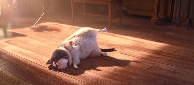 Soul - calico cat Mr. Mittens sleeping in sunlight