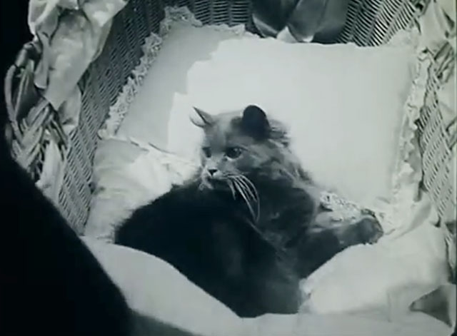 The Soul of Youth - longhair gray cat Babe lying in bassinet