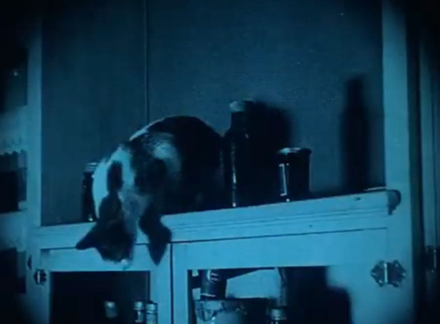 The Soul of Youth - calico cat about to jump down from shelf