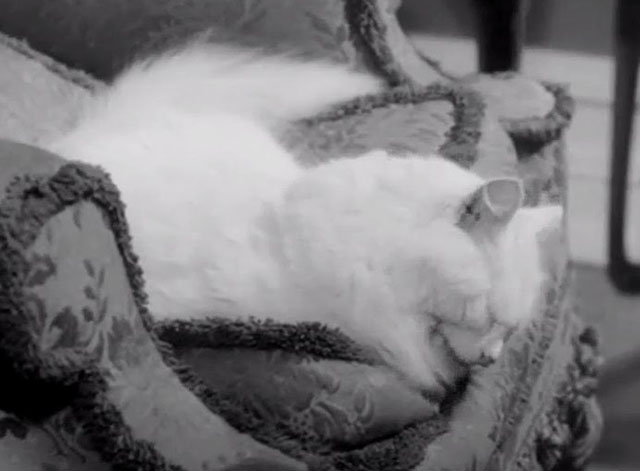 The Spaniard's Curse - white longhair cat preening on chair