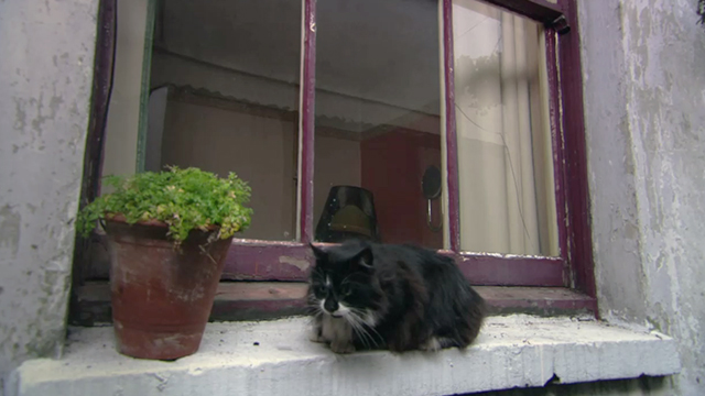 Sparkle - longhair tuxedo cat outside window
