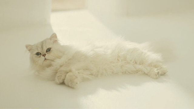 Spectre - Blofeld's white Angora cat