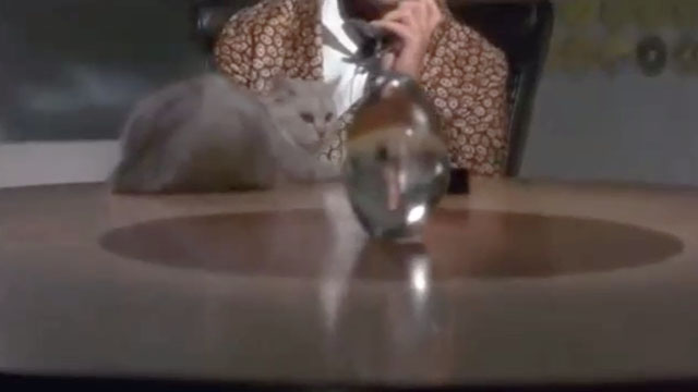 Spice World - white longhair cat sitting on table