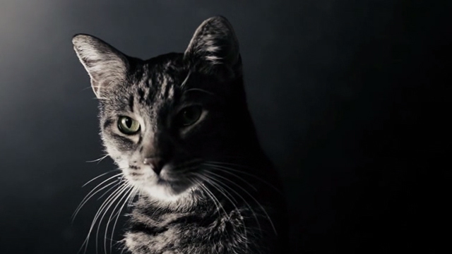 The Spirit - close up of Egyptian Mau cat Arthur