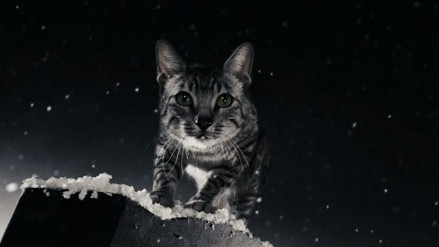 The Spirit - Egyptian Mau cat Arthur