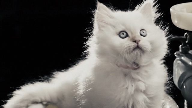 The Spirit - white long-haired kitten Muffin