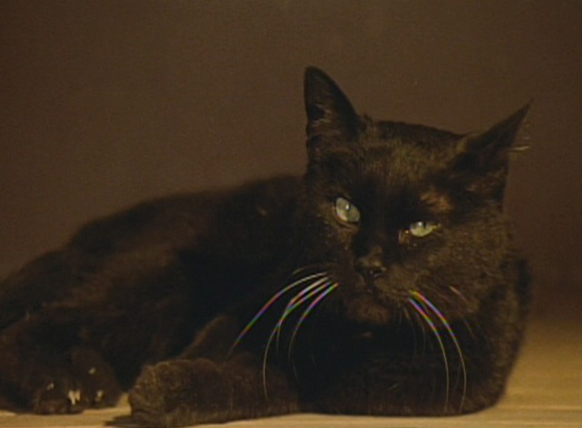 The Spirit of the Beehive - black cat closeup