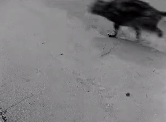 Splinters - tabby cat running on street