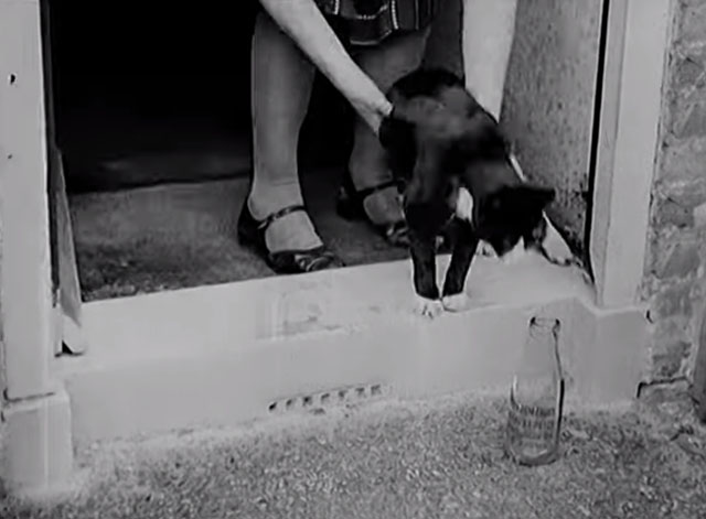 Splinters - woman putting out tuxedo cat with empty milk bottle
