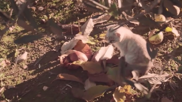 Spring - kitten in orchard