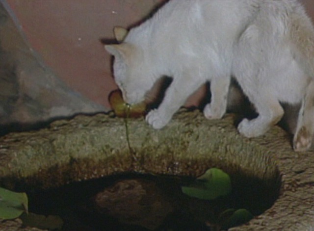 Spring, Summer, Fall, Winter . . . and Spring - white cat in floating temple