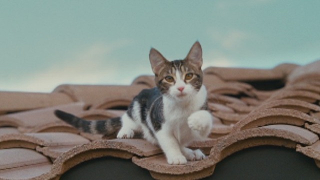 The Spy Next Door - cat Ringo stuck on roof with paw up