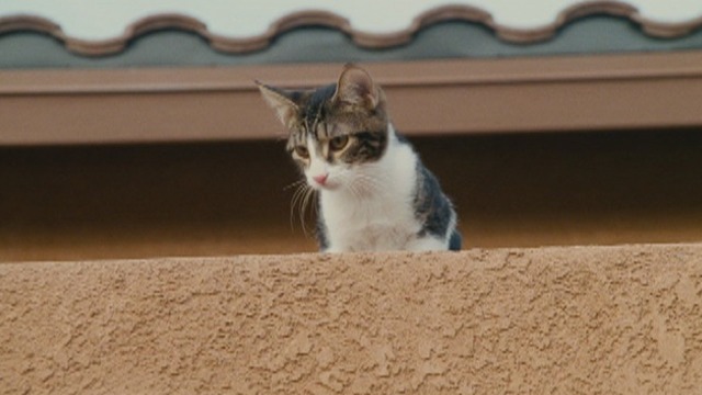 The Spy Next Door - cat Ringo looking down from roof