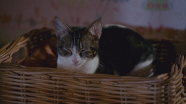 The Spy Next Door - cat Ringo falling asleep