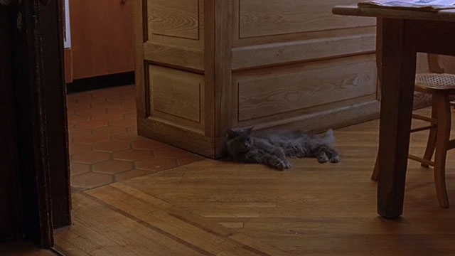 The Squid and the Whale - long-haired gray cat lying against wall