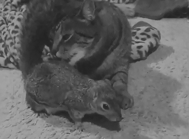 Squirrel Keeps Cat Company Sam cat licking Fred squirrel