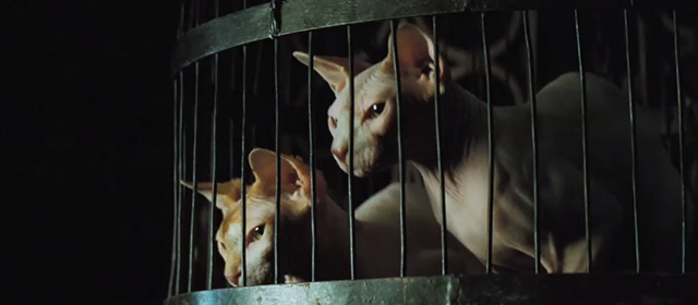 Stardust - two hairless cats in a cage