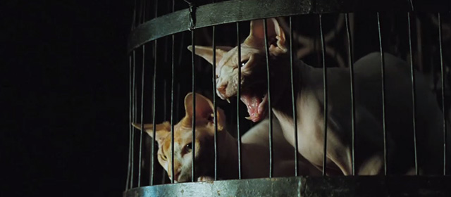 Stardust - two hairless cats in a cage