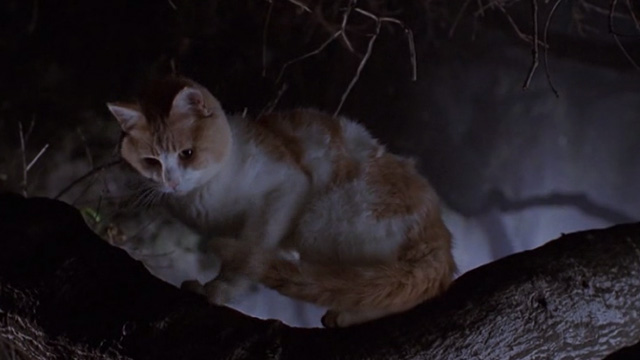 Star Kid - orange and white cat sitting on tree branch