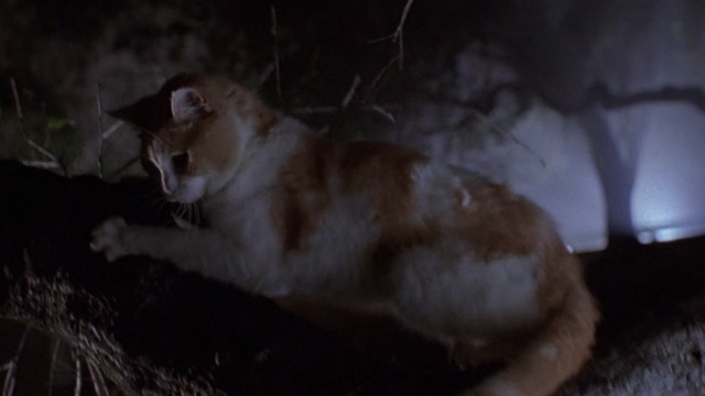 Star Kid - orange and white cat hanging onto tree branch